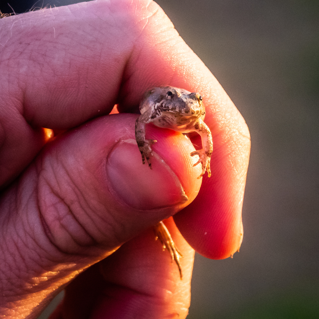 Blanchard's Cricket Frog from Waco, TX, USA on April 29, 2022 at 0738
