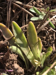 Lewisia brachycalyx