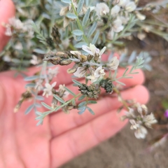 Astragalus caricinus