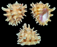 Drupa rubusidaeus