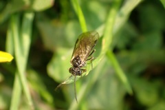 Empria