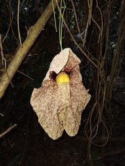 Aristolochia gigantea