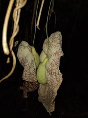 Aristolochia gigantea