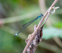 Acanthagrion aepiolum