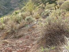 Stegodyphus lineatus