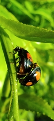 Harmonia axyridis