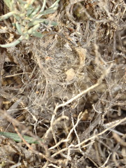 Stegodyphus lineatus