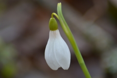 Galanthus alpinus