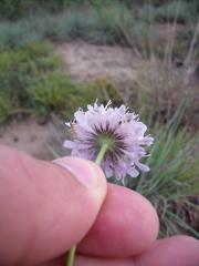 Scabiosa buekiana