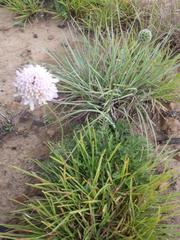 Scabiosa buekiana