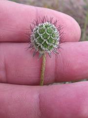 Scabiosa buekiana