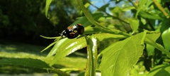 Harmonia axyridis