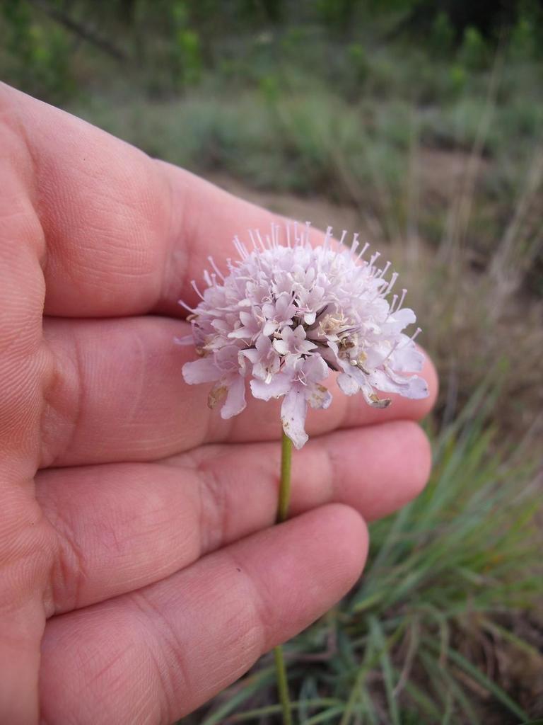 Scabiosa buekiana