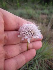 Scabiosa buekiana