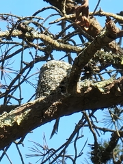 Polioptila caerulea caerulea