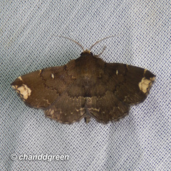 Adrapsa quadrilinealis