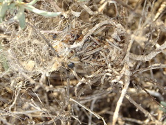 Stegodyphus lineatus