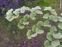 Adiantum chilense scabrum