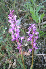Orchis mascula laxifloriformis