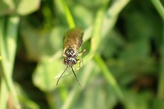 Empria