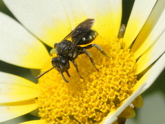 Ammobates oraniensis