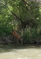 Odocoileus hemionus