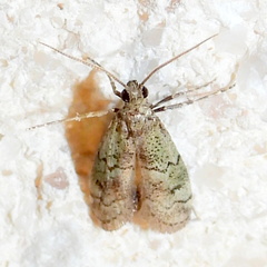 Cacotherapia flexilinealis