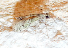 Cacotherapia flexilinealis