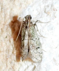 Cacotherapia flexilinealis