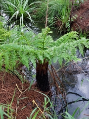 Cyathea atrovirens