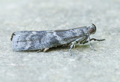 Actrix nyssaecolella