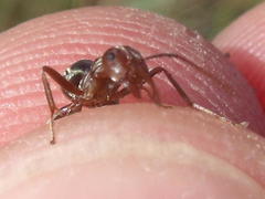 Anoplolepis custodiens