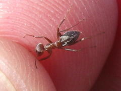 Anoplolepis custodiens