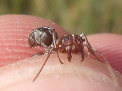 Anoplolepis custodiens