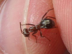 Anoplolepis custodiens