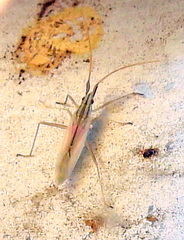 Trigonotylus pulcher