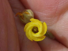 Hermannia althaeoides