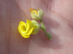 Hermannia althaeoides