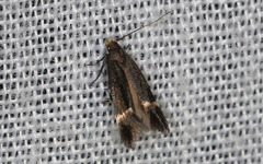 Aproaerema simplexella