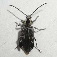 Sarosesthes fulminans