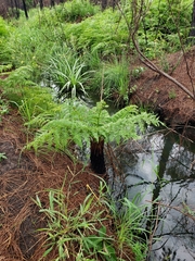 Cyathea atrovirens