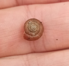 Trochulus striolatus