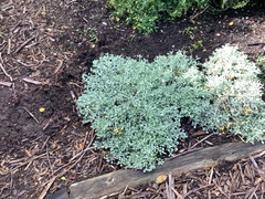 Helichrysum argyrophyllum