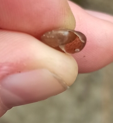 Trochulus striolatus