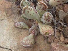 Adromischus cooperi