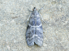 Actrix nyssaecolella