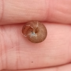 Trochulus striolatus