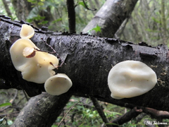 Aleurodiscus vitellinus