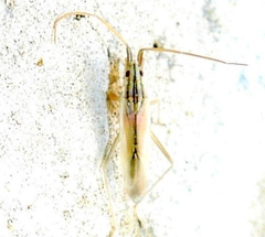 Trigonotylus pulcher