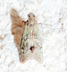 Cacotherapia flexilinealis